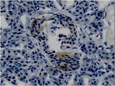 Anti-BMP4 Antibody, clone PA354-16.1.1 clone PA354-16.1.1, from mouse