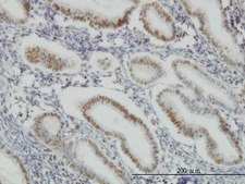 Monoclonal Anti-SP1 antibody produced in mouse clone 1A5, purified immunoglobulin, buffered aqueous solution