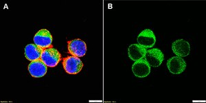 Anti-STAT2 Antibody, clone 1F7 ZooMAb® Rabbit Monoclonal recombinant, expressed in HEK 293 cells