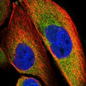 Anti-SLC9A5 antibody produced in rabbit Prestige Antibodies® Powered by Atlas Antibodies, affinity isolated antibody, buffered aqueous glycerol solution