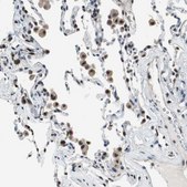 抗-MAFB 兔抗 Prestige Antibodies® Powered by Atlas Antibodies, affinity isolated antibody, buffered aqueous glycerol solution