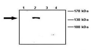 Anti-ACTN2 affinity isolated antibody