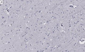 Anti-EphA2 Antibody, clone 2C3 ZooMAb® Rabbit Monoclonal recombinant, expressed in HEK 293 cells