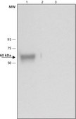 Anti-Glucocerebrosidase 兔抗 ~1 mg/mL, affinity isolated antibody, buffered aqueous solution