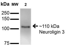 Monoclonal Anti-beta 4 Spectrin-Atto 390 antibody produced in mouse clone S393-2