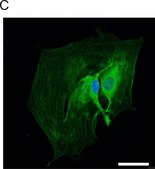 Anti-Glial Fibrillary Acidic Protein antibody produced in rabbit IgG fraction of antiserum, buffered aqueous solution