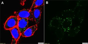 Anti-Met Antibody, clone 2G19 ZooMAb® Rabbit Monoclonal recombinant, expressed in HEK 293 cells