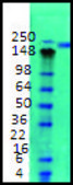 Monoclonal Anti-SCN2A1 antibody produced in mouse clone S69-3, 1 mg/mL, purified immunoglobulin