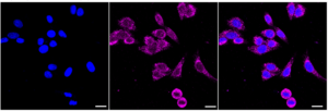 KD-Validated Anti VAMP Associated Protein A Antibody, clone 24GB2580, Rabbit Monoclonal clone 24GB2580, recombinant rabbit monoclonal, expressed in HEK293 cells