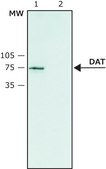 Anti-Dopamine Transporter (N-terminal) antibody produced in rabbit ~1.0 mg/mL, affinity isolated antibody, buffered aqueous solution