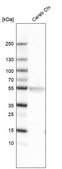 Monoclonal Anti-LHX2 antibody produced in mouse Prestige Antibodies® Powered by Atlas Antibodies, clone CL6137, purified immunoglobulin, buffered aqueous glycerol solution
