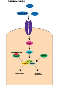 Rapamycin 来源于吸水链霉菌 ≥95% (HPLC), powder
