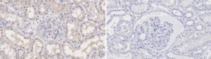 Anti-PPP1A Antibody, clone 1H8 ZooMAb® Rabbit Monoclonal recombinant, expressed in HEK 293 cells
