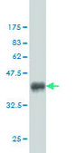 Monoclonal Anti-CHN1 antibody produced in mouse clone 3F8, purified immunoglobulin, buffered aqueous solution