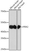 Anti-PDK2 antibody produced in rabbit