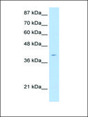 Anti-AGER (AB2) antibody produced in rabbit IgG fraction of antiserum