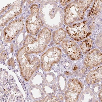 Anti-RMDN2 antibody produced in rabbit Prestige Antibodies® Powered by Atlas Antibodies, affinity isolated antibody, buffered aqueous glycerol solution