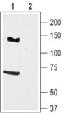 Anti-Potassium Channel Kv11.3 (erg3) antibody produced in rabbit affinity isolated antibody, lyophilized powder