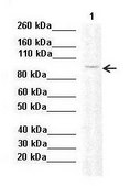 Anti-DNMT3B antibody produced in rabbit affinity isolated antibody