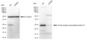 KD-Validated Anti B cell receptor associated protein 31 Antibody, clone 23GB3680, Rabbit Monoclonal clone 23GB3680, recombinant rabbit monoclonal, expressed in HEK293 cells