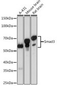 Anti- Smad3 antibody produced in rabbit