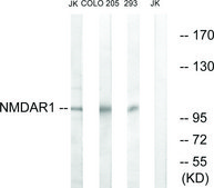 Anti-NMDAR1 antibody produced in rabbit affinity isolated antibody