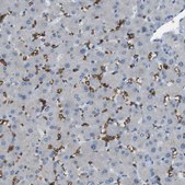 Anti-GYPA antibody produced in rabbit Prestige Antibodies® Powered by Atlas Antibodies, affinity isolated antibody, buffered aqueous glycerol solution