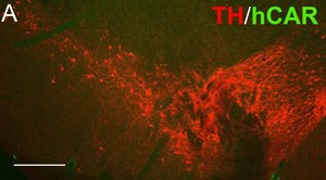 抗-CAR抗体，克隆RmcB clone RmcB, Upstate®, from mouse