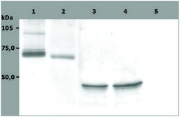Monoclonal Anti-SYK antibody produced in mouse clone SYK-01