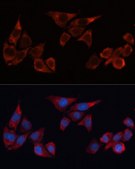 Anti-HO-1 antibody produced in rabbit