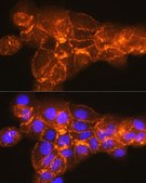 Anti-CD138/Syndecan-1 antibody produced in rabbit