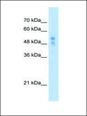 Anti-P2RX1 antibody produced in rabbit IgG fraction of antiserum