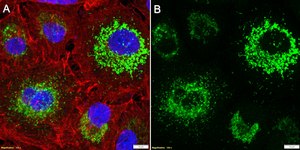 Anti-ZFP36L2 Antibody, clone 1E10 ZooMAb® Rabbit Monoclonal recombinant, expressed in HEK 293 cells