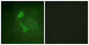 Anti-PKC ζ antibody produced in rabbit affinity isolated antibody