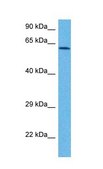 Anti-NOX1 affinity isolated antibody