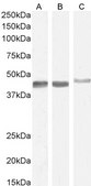 Anti-Smooth Muscle α-Actin antibody produced in goat affinity isolated antibody, buffered aqueous solution