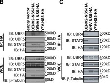 Anti-β-Tubulin antibody, Mouse monoclonal clone D66, purified from hybridoma cell culture