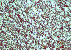 抗-S-100 兔抗 IgG fraction of antiserum, buffered aqueous solution