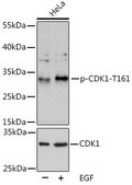 Anti-Phospho-CDK1-T161 antibody produced in rabbit