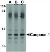 Anti-Caspase-1 (ab2) antibody produced in rabbit affinity isolated antibody, buffered aqueous solution