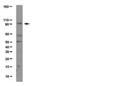 Anti-DNMT3A2 Antibody from rabbit