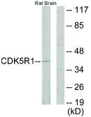 Anti-CDK5R1 antibody produced in rabbit affinity isolated antibody