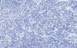 Anti-CD28 Antibody, clone 2N15 ZooMAb® Rabbit Monoclonal recombinant, expressed in HEK 293 cells