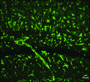 抗巢蛋白 兔抗 ~1 mg/mL, affinity isolated antibody, buffered aqueous solution
