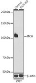 Anti- ITCH antibody produced in rabbit