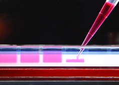 REDTaq® DNA Polymerase Taq for routine PCR with inert dye, 10X buffer included