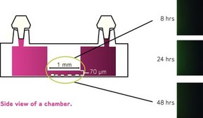 Millicell® µ-Migration Assay Kit This Kit overcomes the limitations of traditional multiwell migration assays. Its microfluidic, low-volume technology promotes a stable, diffusion-generated concentration gradient that is consistently linear &amp; lasts for more than 48 hours.