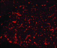 Anti-Vimentin antibody, Mouse monoclonal clone V9, purified from hybridoma cell culture