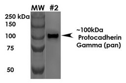 Monoclonal Anti-Vdac1 antibody produced in mouse clone S152B-23, purified immunoglobulin