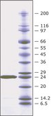 Lysostaphin from Staphylococcus staphylolyticus BioUltra, ≥97% (SDS-PAGE), Protein 40-60 % by biuret, ≥2,000 units/mg protein